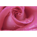 Różowa róża z kroplami