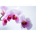 Biała Orchidea