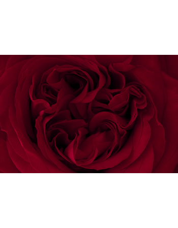 Krwista Róża