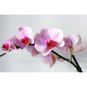 Piękna biała orchidea