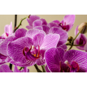 Fioletowa orchidea