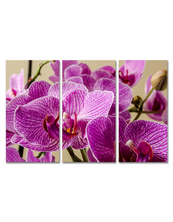 Ładna Orchidea