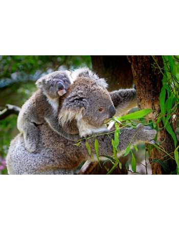 Miś Koala na drzewie