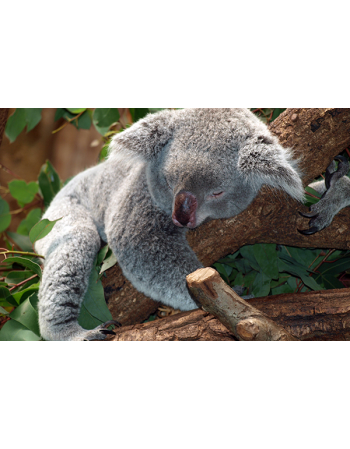 Śpiący Koala