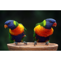 Kolorowe Papugi