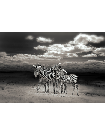 Dzikie Zebry