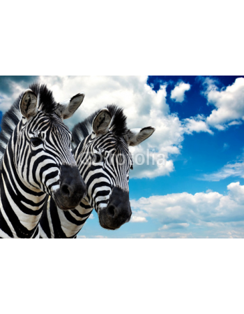 Dwie dzikie Zebry