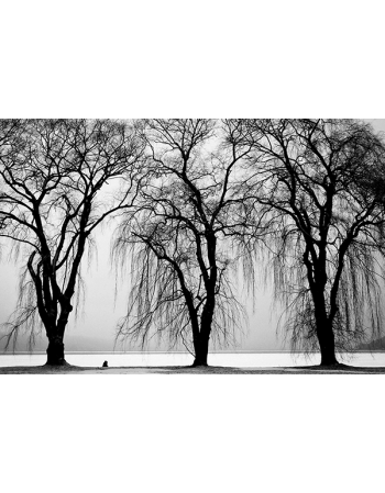 Trzy drzewa w czerni i bieli
