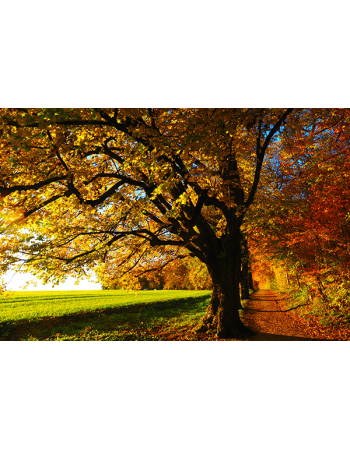 Polna droga w kolorach jesieni