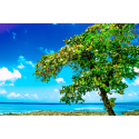 Drzewo na tropikalnej plaży