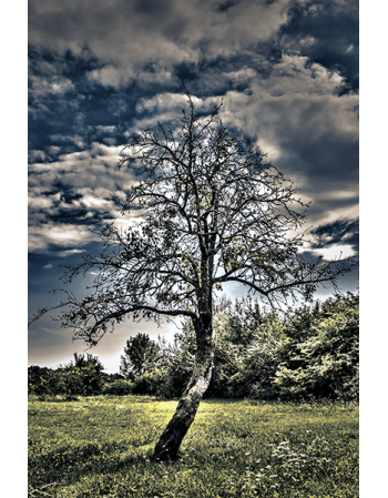 Drzewo na tle zachmurzonego nieba HDR
