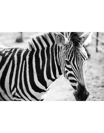 Piękna Zebra