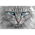 Piękny Kot z niebieskimi oczami
