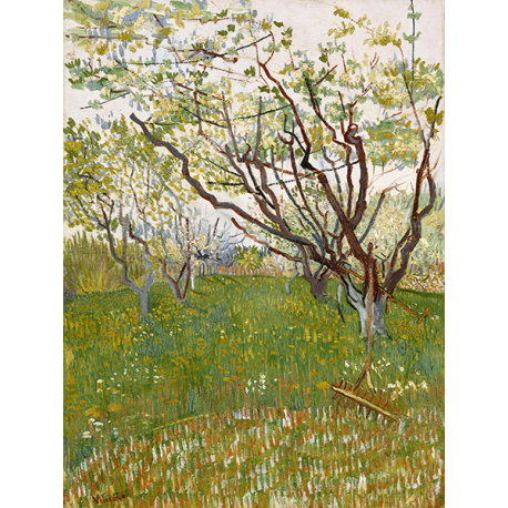 Reprodukcje obrazów Vincent van Gogh Flowering Orchards