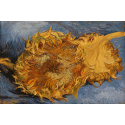Reprodukcje obrazów Sunflowers_2 - Vincent van Gogh