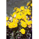 Żółte polne kwiaty