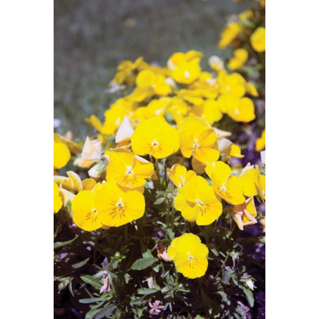 Żółte polne kwiaty