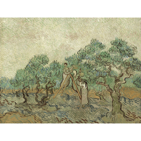 Reprodukcje obrazów Vincent van Gogh The Olive Orchard