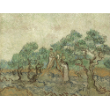 Reprodukcje obrazów The Olive Orchard - Vincent van Gogh