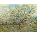 Reprodukcje obrazów The White Orchard - Vincent van Gogh