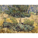 Reprodukcje obrazów Vincent van Gogh Tree and Bushes in the Garden of the Asylum