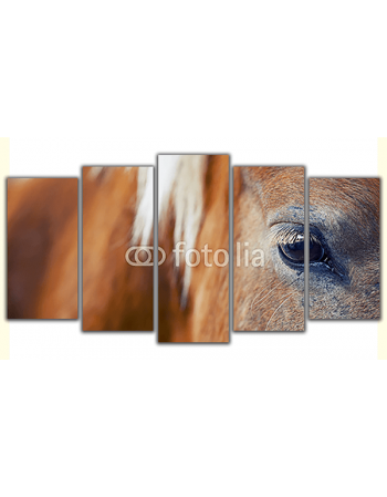 Obraz na płótnie poliptyk Brązowy koń