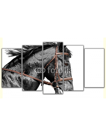 Obraz na płótnie poliptyk Czarny koń