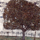 Reprodukcja obrazu Gustav Klimt The Apple Tree II
