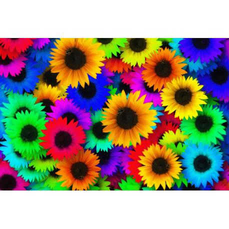 Obraz-na-płótnie-Kolorowe słoneczniki