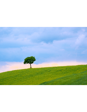 Obraz na płótnie Samotne drzewo