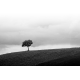 Obraz na płótnie Samotne drzewo - Czarno - białe