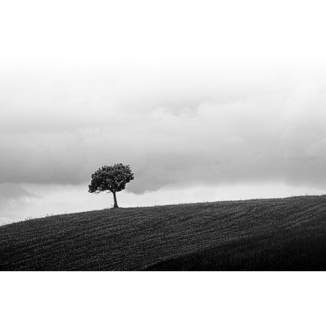 Obraz na płótnie Samotne drzewo - Czarno - białe