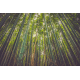 Obraz na płótnie Bambusowy las