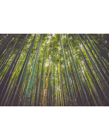 Obraz na płótnie Bambusowy las
