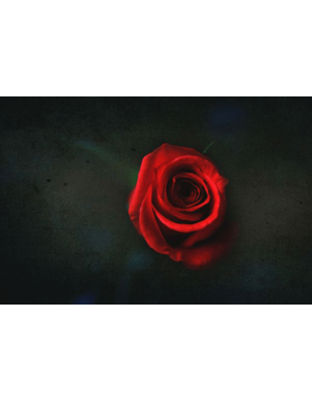 Obraz na płótnie Czerwona róża
