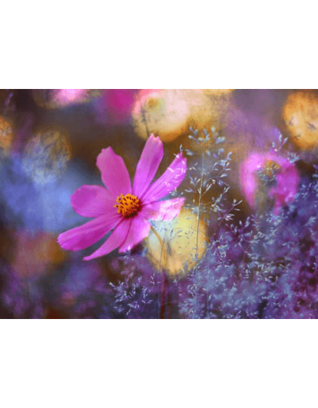 Obraz na płótnie Fioletowy kwiat