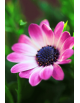 Obraz na płótnie Fioletowy kwiat