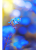Obraz na płótnie Niebieski Kwiat