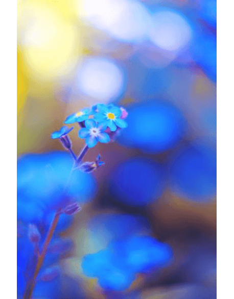 Obraz na płótnie Niebieski Kwiat
