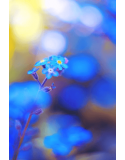 Niebieski Kwiat