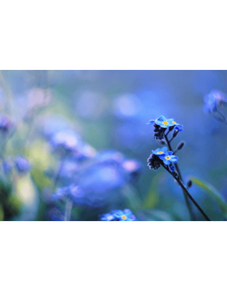 Obraz na płótnie Niebieskie kwiaty