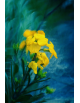 Obraz na płótnie Żółte kwiaty