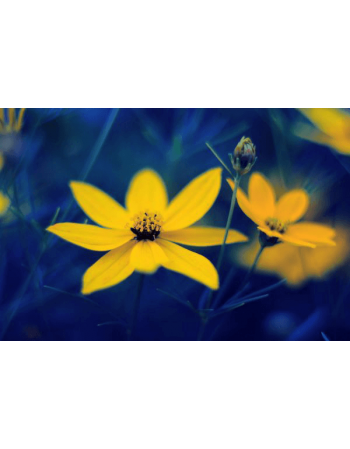 Obraz na płótnie Żółte kwiaty