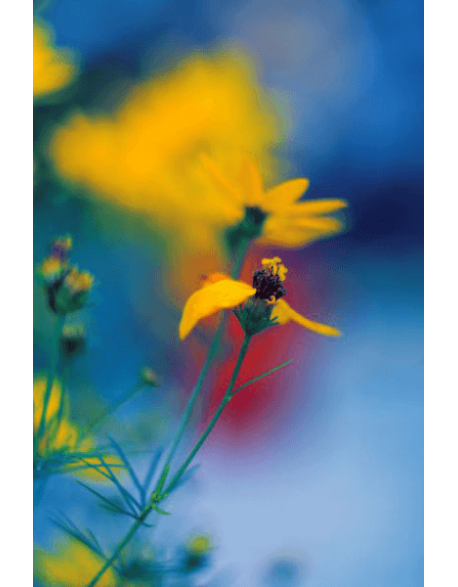 Obraz na płótnie Żółty kwiat