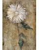 Reprodukcja obrazu Chrysanthemum - Piet Mondrian