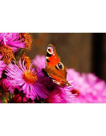 Kwiat z kolorowym motylem