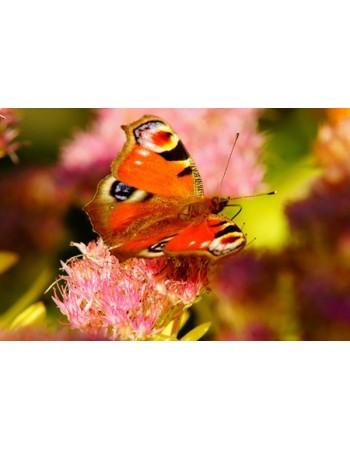 Kolorowy motyl na kwiatku